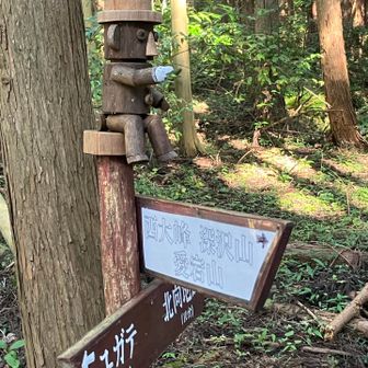 アタゴ君、今日は従うよ🫡