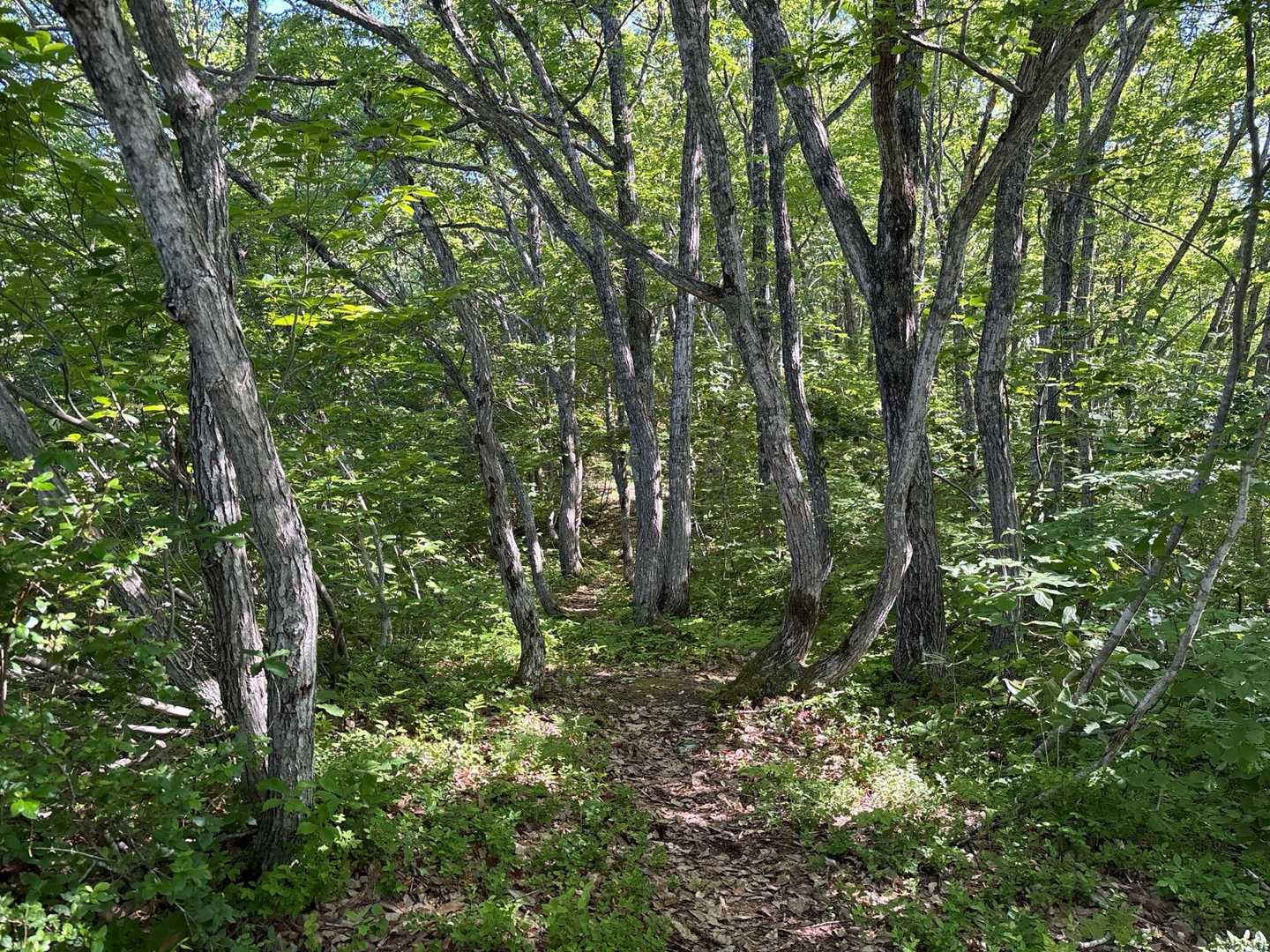 尾白山 往復コースの写真