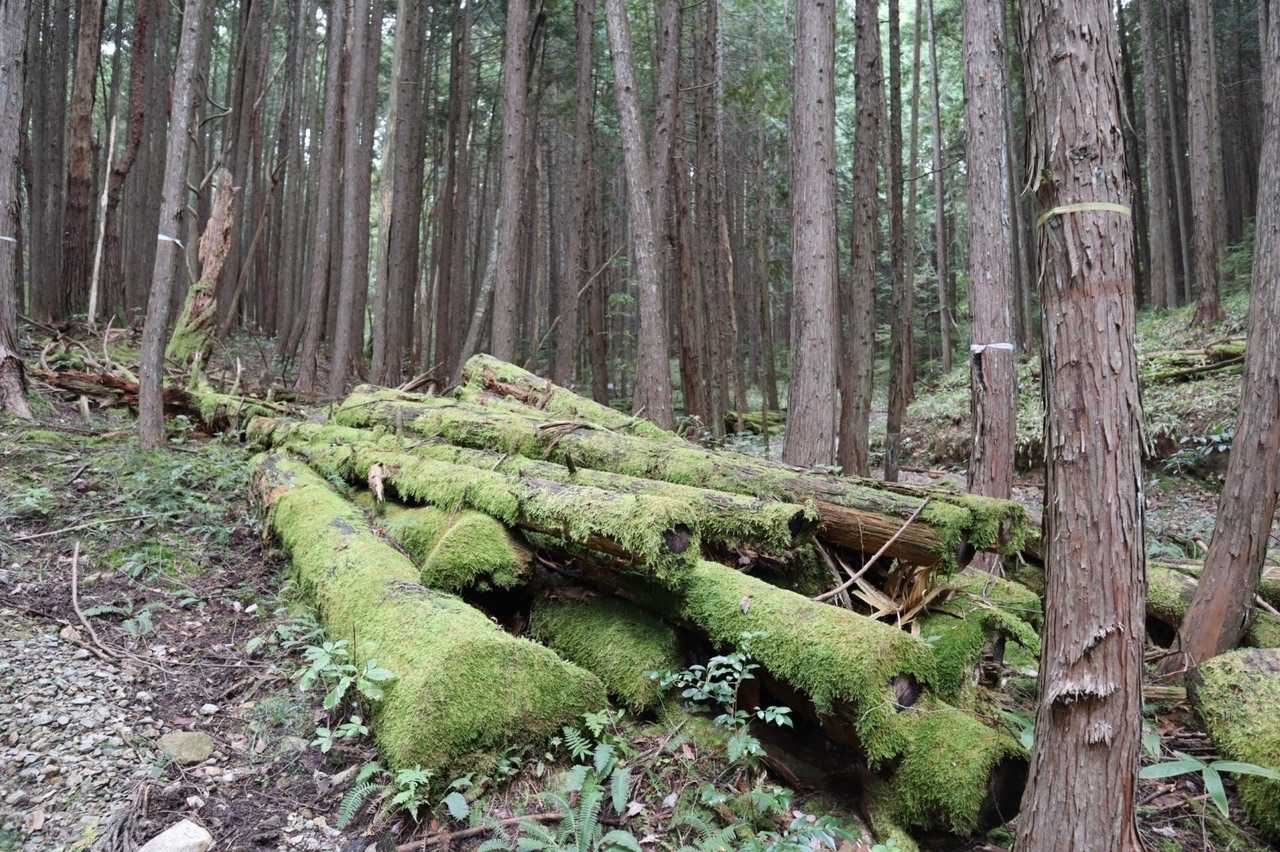 苔むす森✨