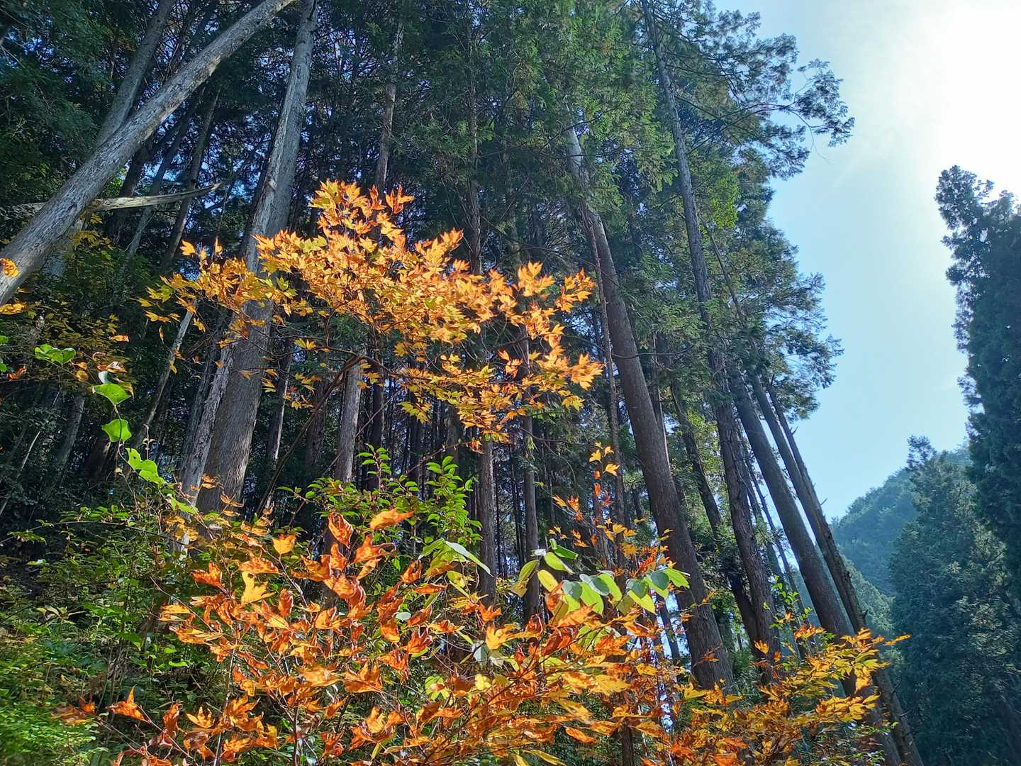 秋です。
