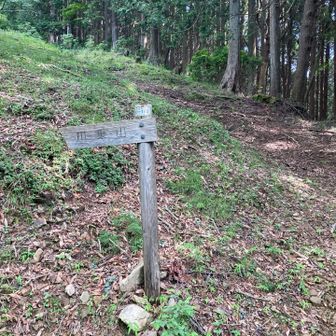 分岐で左手、川乗山へ、、川苔山どっちなんだろう