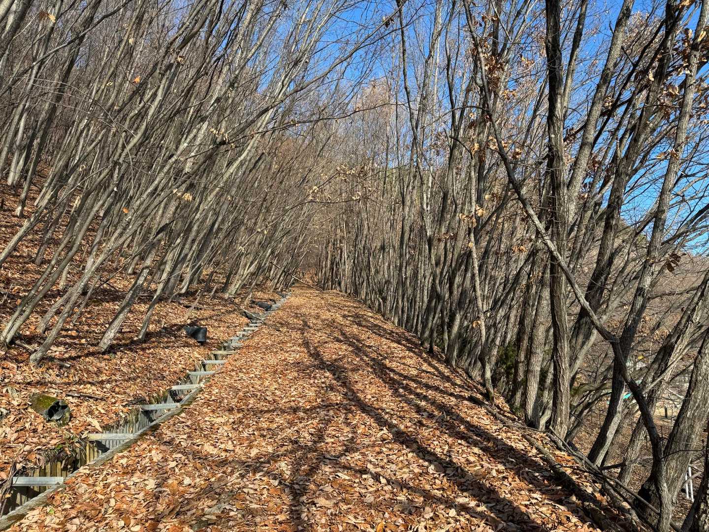 落ち葉ロード🍂日差しが暖かい