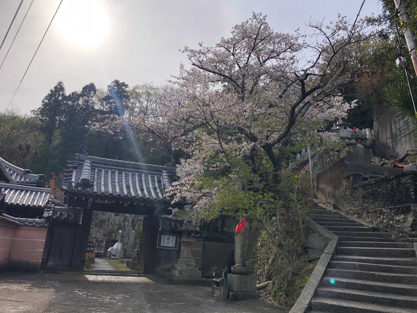 今日もこの石段を登っていきます。