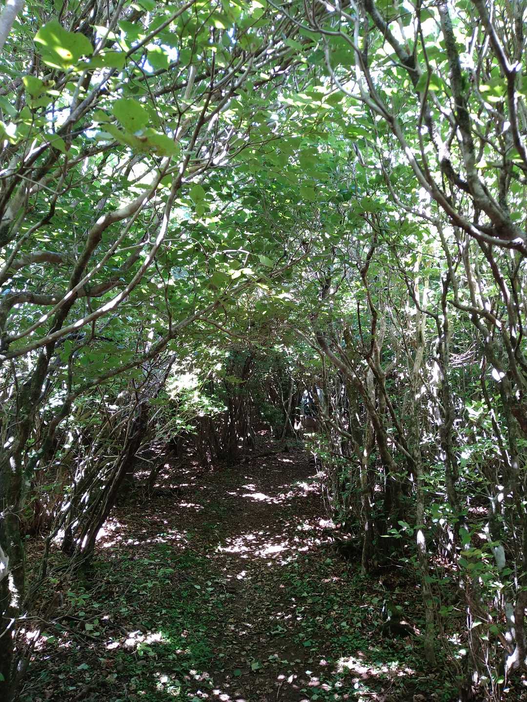 木のトンネル🌳日差しが遮られて涼し〜い