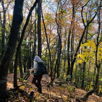 この辺りは歩きやすい