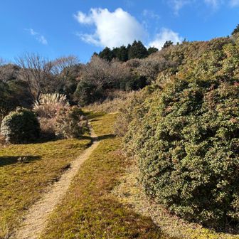 この辺りも春はアセビの花が沢山咲きそう