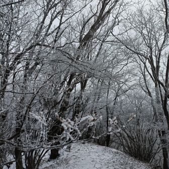この霧氷で寒いのが分かるよね🥶