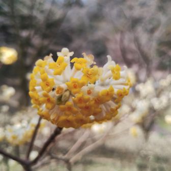 ミツマタ。咲いていた。