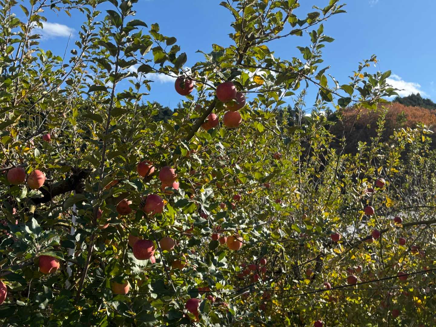 通り沿いのりんご農園でりんご🍎買う。通称5個で1,000円のところ、訳あり品(少し傷アリ)5個で500円の袋　フジと群馬名月　ミツが多めの美味しい林檎でした