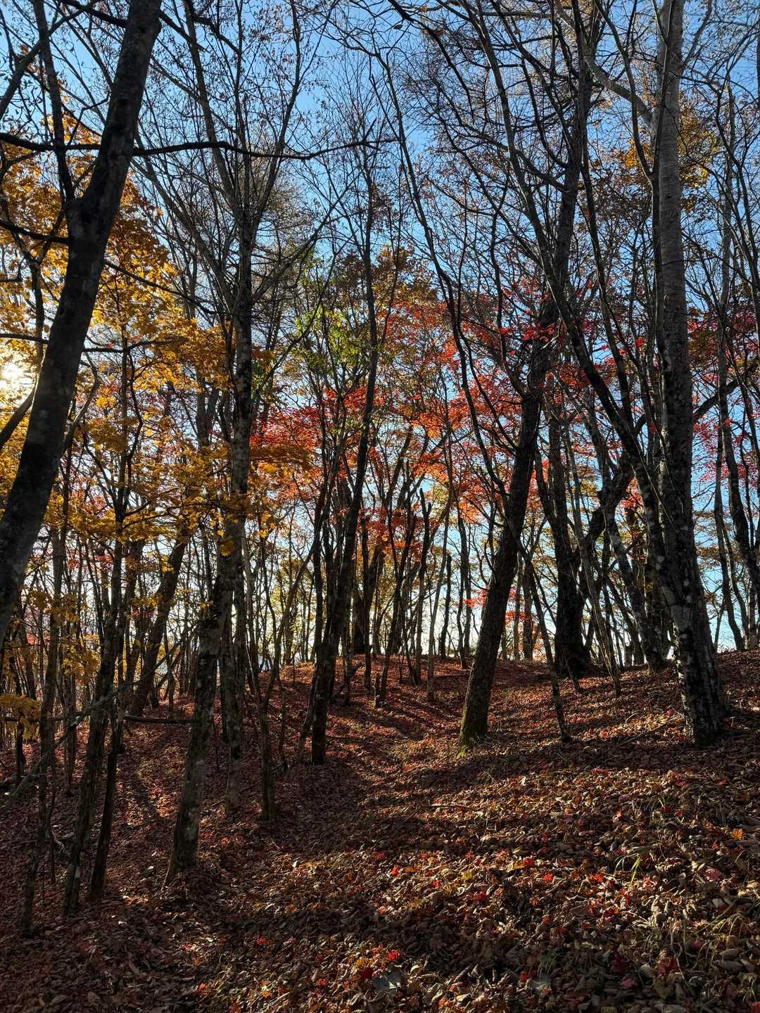 湯の沢峠-大蔵高丸-ハマイバ丸-米背負峠-大谷ヶ丸-コンド 縦走コースの写真