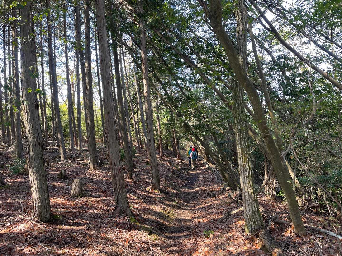 京見峠-上ノ水峠-仏栗峠-福ヶ谷林道登山口-白雲橋-槙ノ尾 縦走コースの写真