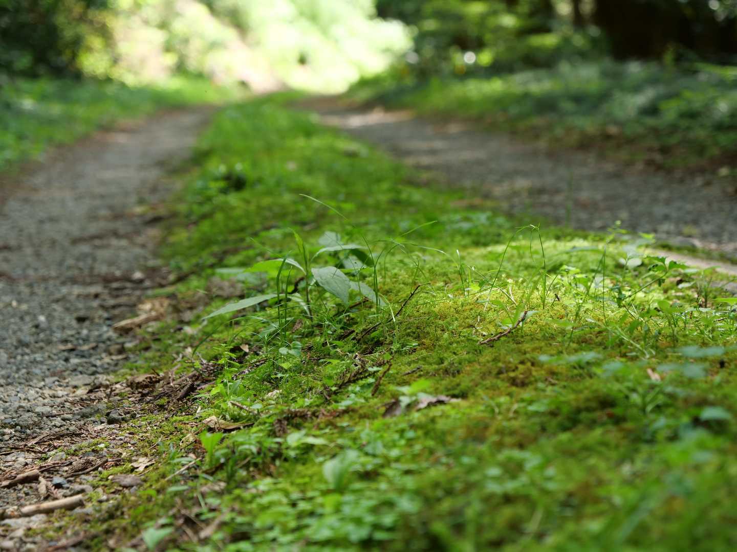 【フラット登山】ススキの草原から大阪湾を望む・ダイヤモンドトレールの写真