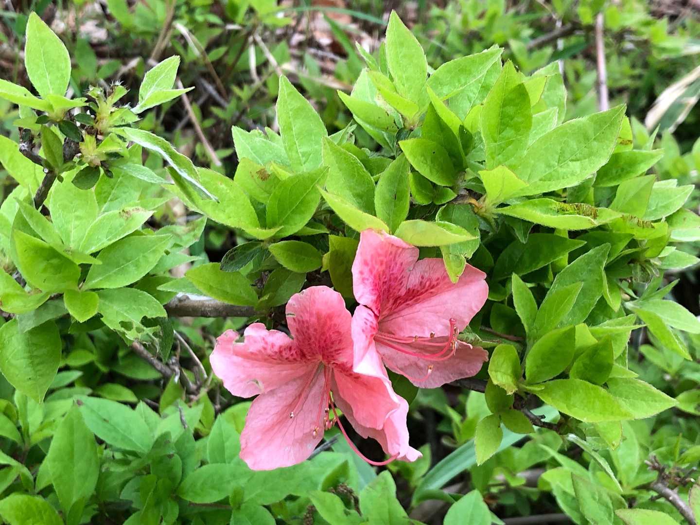 矢坪ヶ岳山頂に到着。
ヤマツツジが数輪と、