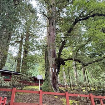 杉と楢の木が一緒になった不思議なご神木です