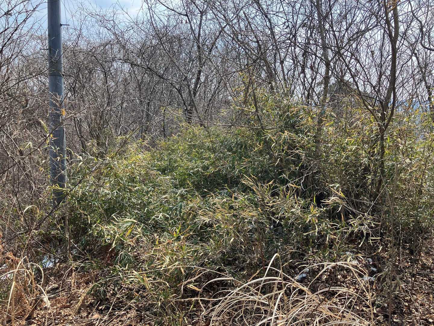 山頂はこの藪🌾の先