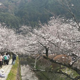 さくらリフレクション🌸