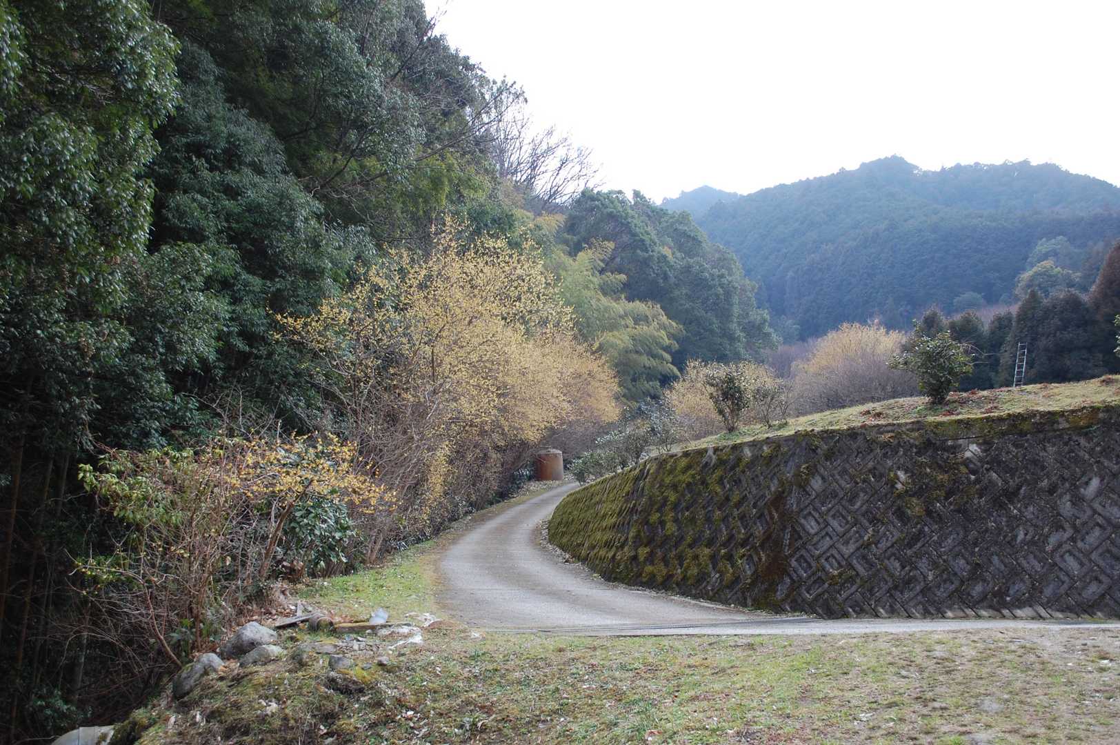 蝋梅の咲いている方へ進んでいきます🌼
蝋梅の里はこの時間1人でした😄