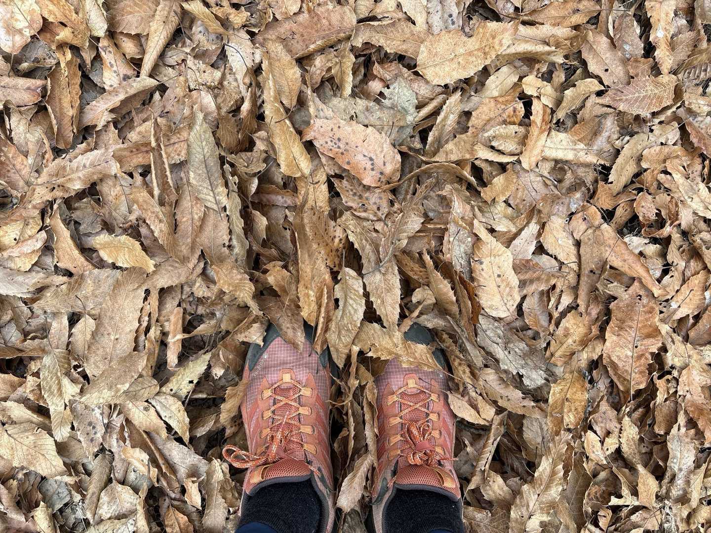 フカフカ🍂