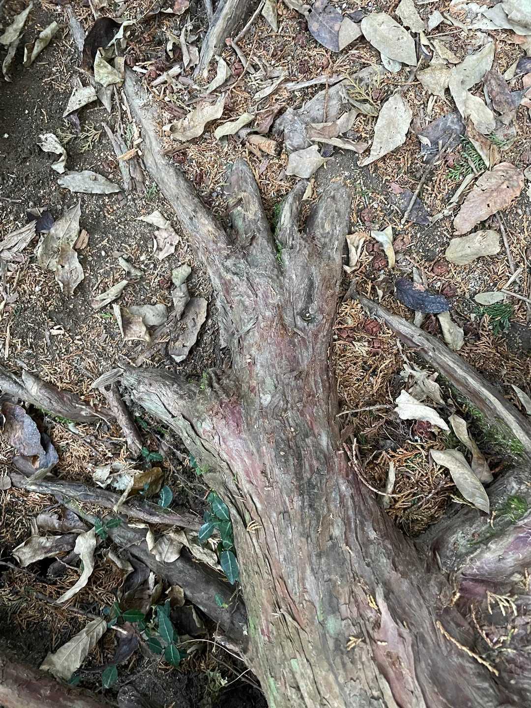 下山中🚶
手みたいな木の根っこを発見🖐️😳‼️
そして、馬の被り物をザックの外側のアミアミに
入れて歩いていたら、たくさんの人から
『馬の人だ🤣』『楽しませてくれてありがと🥹』
とお声がけ頂きました🤭元旦から嬉し楽し🙌
今年も良い一年になりそうです❣️