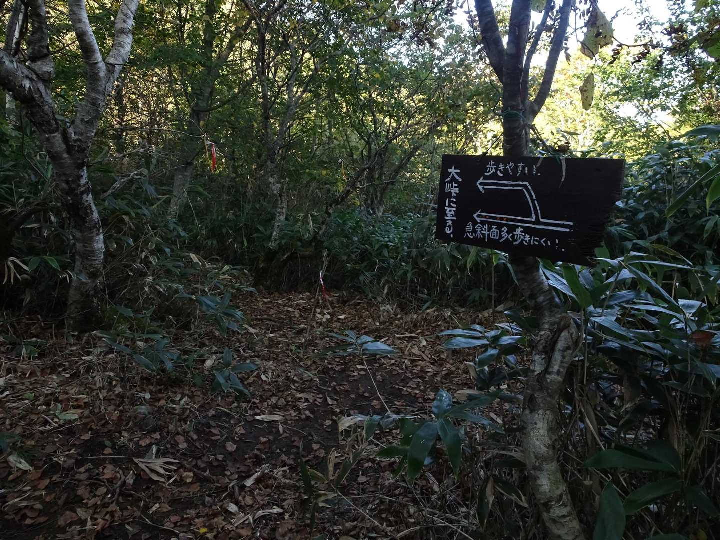大峠までは林道歩きですが、林道添いにう回路もあり