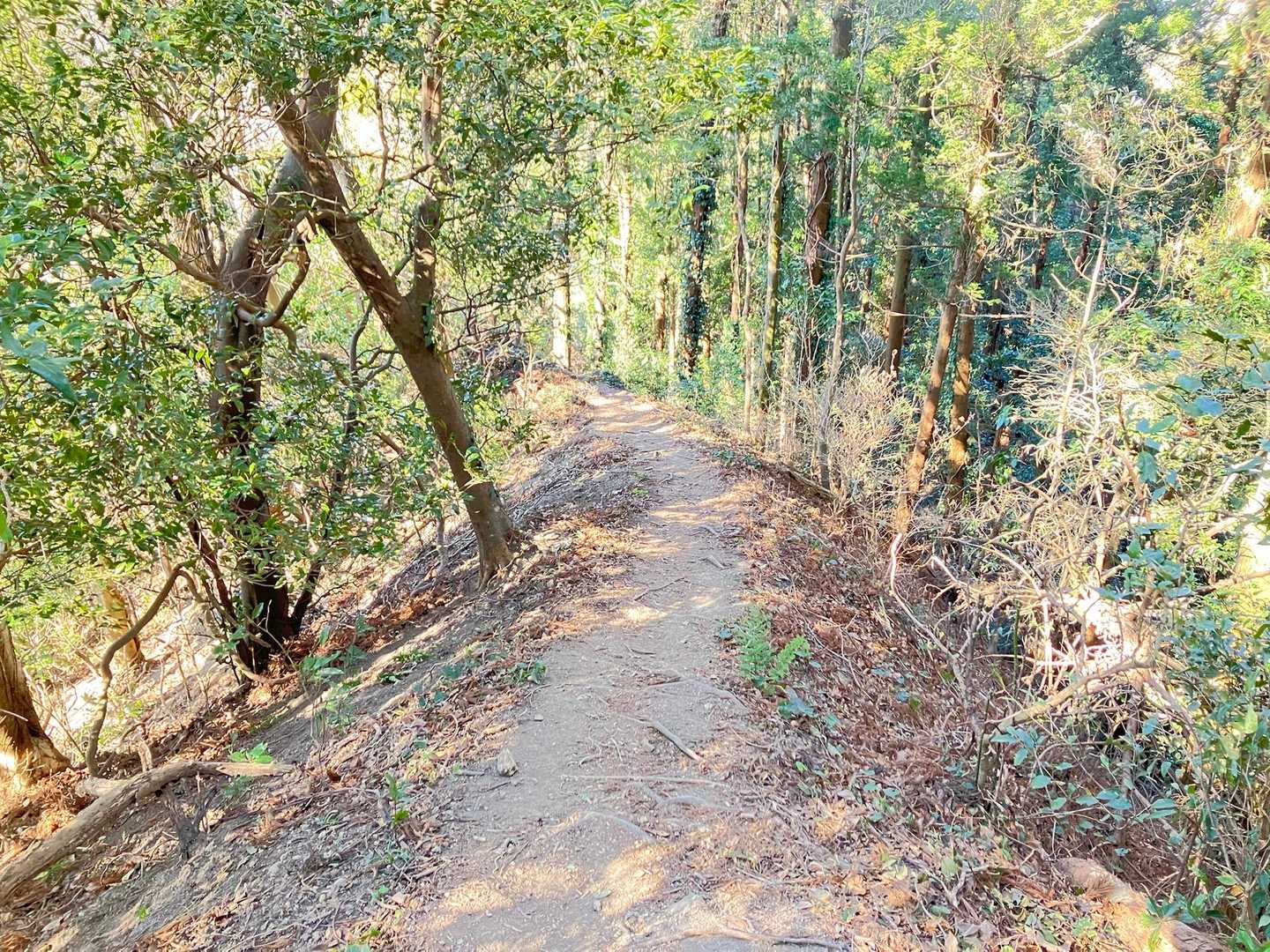 下山は迂回路にします
こちらの道は安全です
鎖場怖い人は迂回路からなら大丈夫ですよ