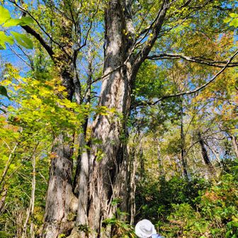カツラの巨木🌳