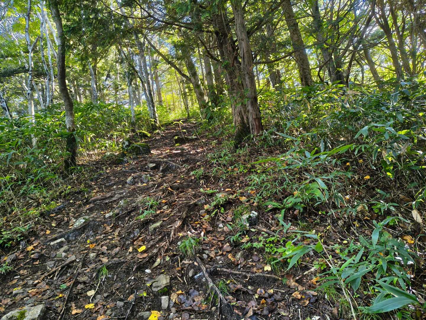 蛇峠山 往復コースの写真