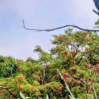 ナナカマド、紅葉が楽しみ