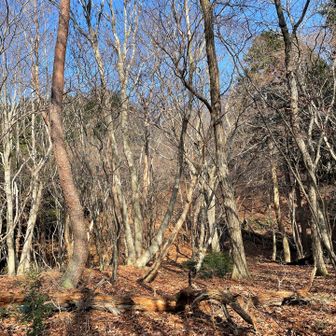 すっかり落葉🍂🍂
森の中、とても明るいです🔆