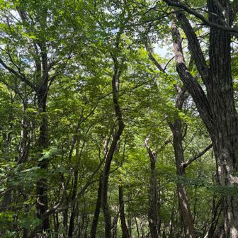 緑が美しい