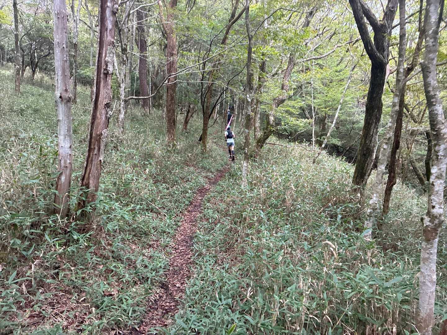 大矢岳-地蔵峠-二ッ山 周回コースの写真