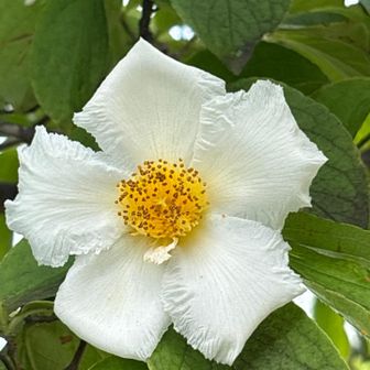 ナツツバキ　細かいフリルの縁取り
榛名湖畔に夏椿の整列。観光客の姿も多い、夏休み。