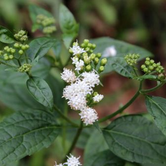 冬なのに頑張って咲いていました！！で何でしょう？