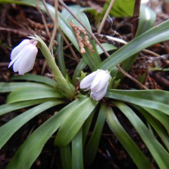 ショウジョウバカマは殆どがこんな感じ