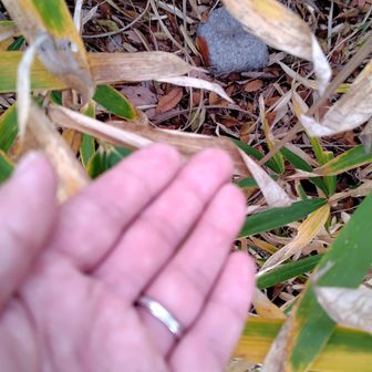 こちらは太子山の三角点でゴザイマス