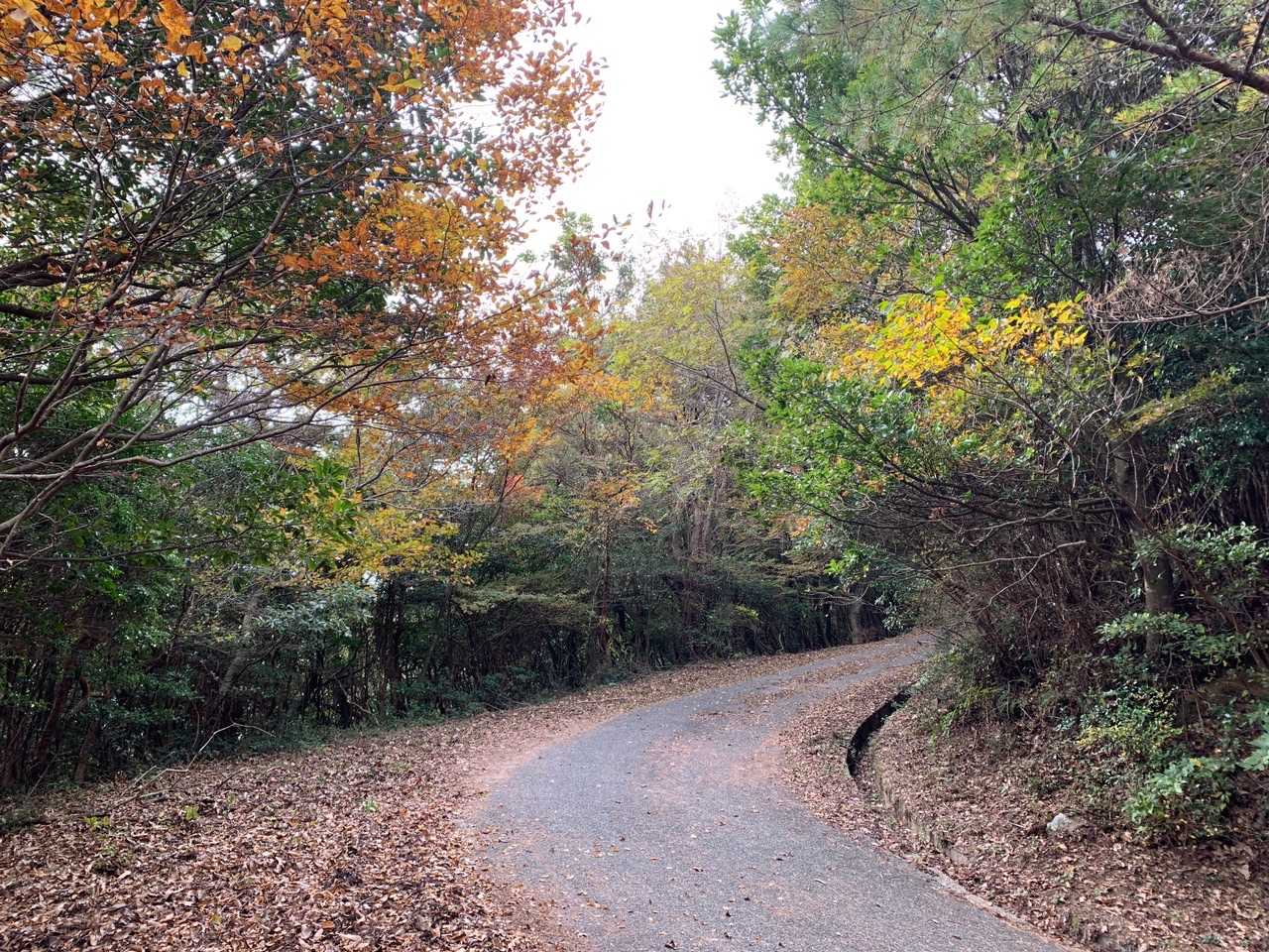 油ノ峠から舗装道路を歩きます
地味にキツイ😅