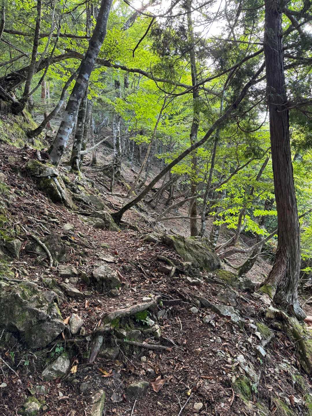 写真だと急登が伝わらない。