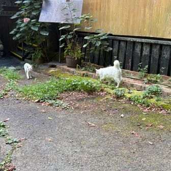 かねぞう