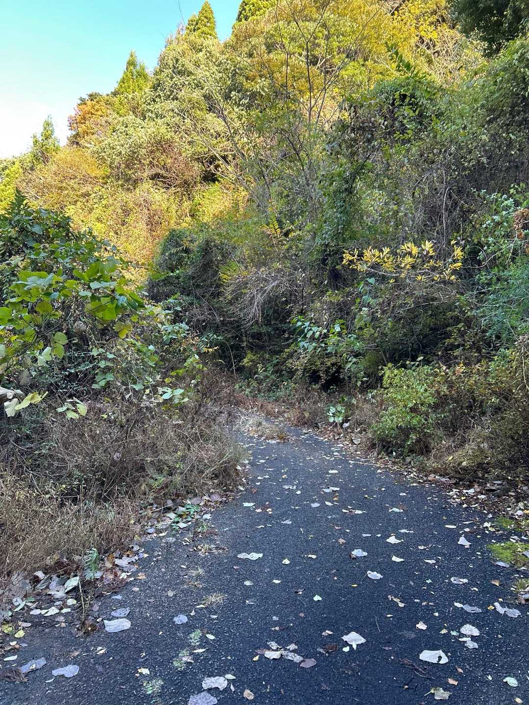 GoogleMAPに誘導され
県道343より🅿️目指すも、薮やぶ
車の側面傷付けそうなので💦
此処に駐車、、、