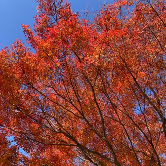 無事下山😌
女山登山口付近もとても綺麗に紅葉してました🍁

（おしまい）
最後まで読んで頂き本当にありがとうございました🙇