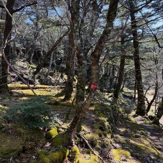 苔がキラキラ✨