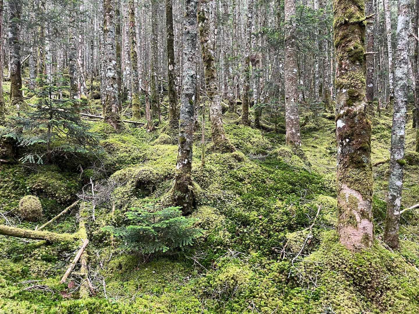 美濃戸口-北沢-行者小屋-地蔵ノ頭-赤岳-南沢 周回コースの写真