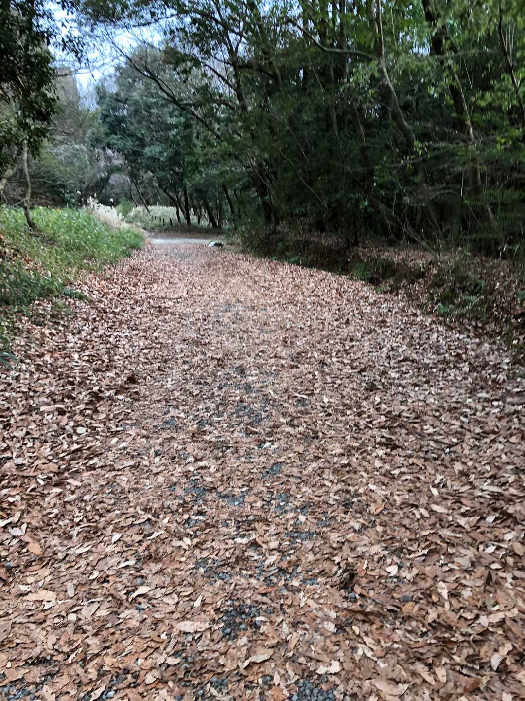 また、落ち葉🍂