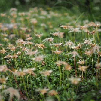 チラホラお花も残ってました✨️