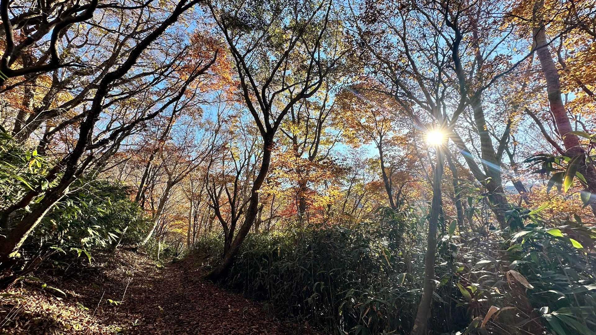峠の茶屋登山口-朝日の肩-朝日岳-熊見曽根-1900m峰- 周回コースの写真