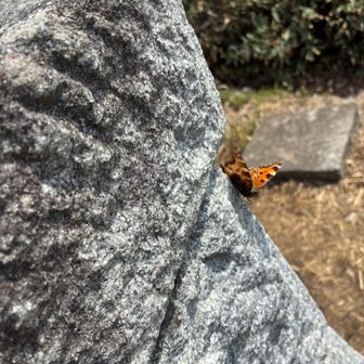 多分エルタテハ