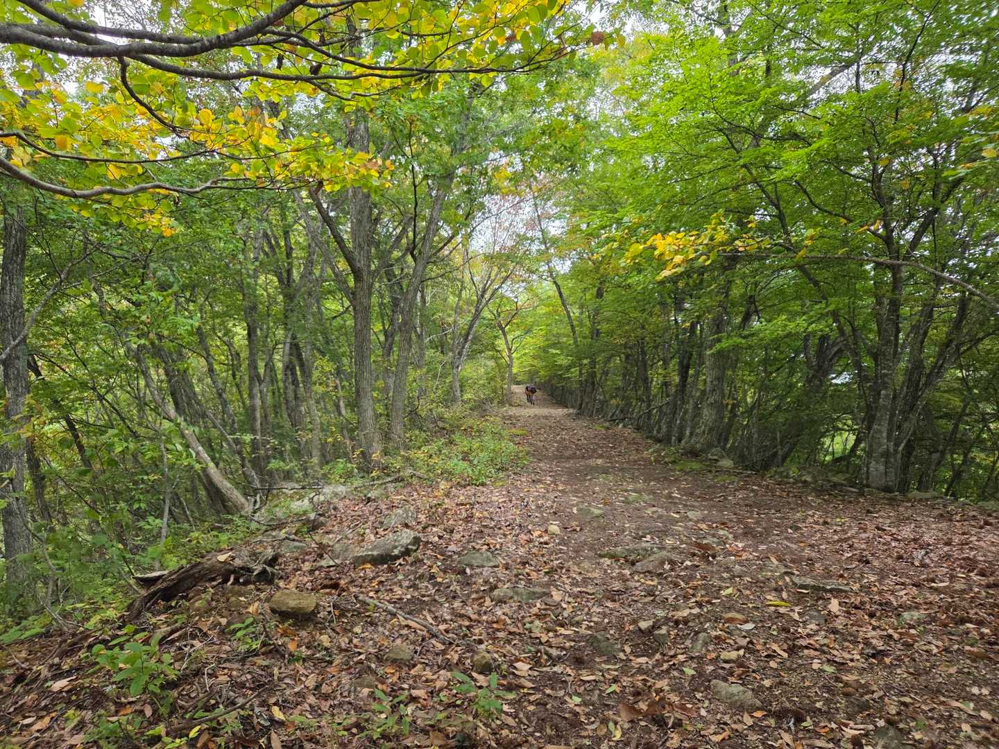 ひとときの平らな尾根歩き🚶