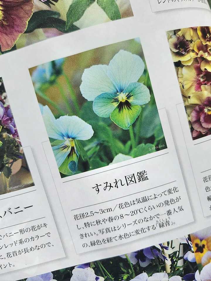 すみれ図鑑という花を作ってから、いろんな / きまぐれ坊やさんの