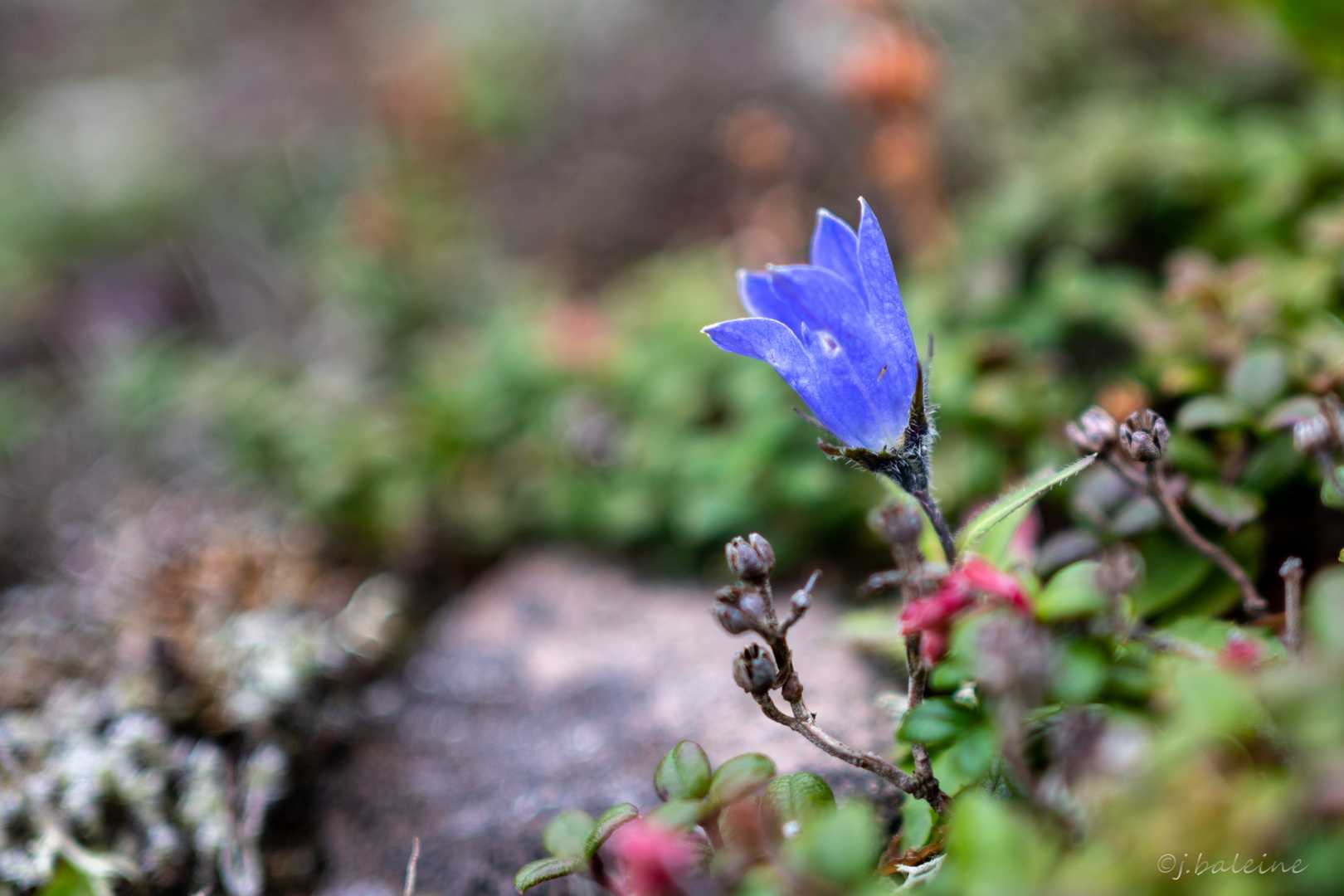 イワギキョウが可憐に咲いてます。