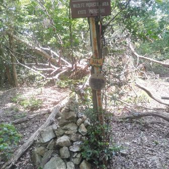 予定と異なり
尾根を近道して
高尾山（タカオヤマ、369ｍ）に到着

山頂標識を探して少しウロウロ